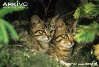 Illustration for article titled Caturday - Felis silvestris ornata Edition